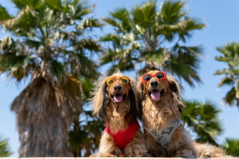 Best Cooling Products for Senior Dogs