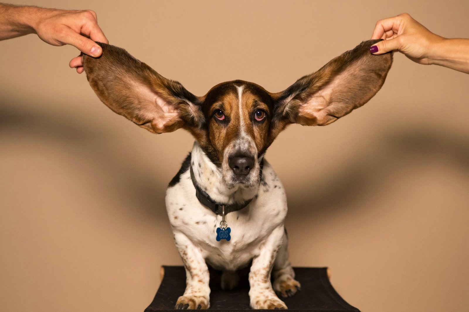 cleaning a senior dog's ears