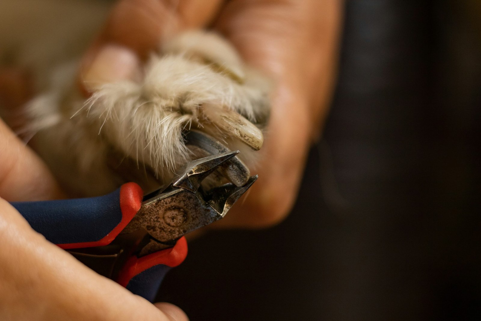 nail clippers for senior dogs