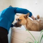 Senior Dog Care Essentials