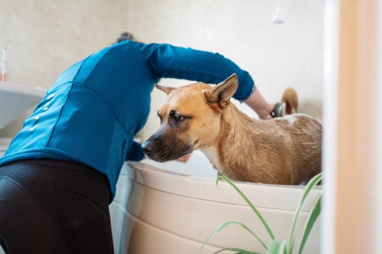 Senior Dog Care Essentials