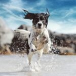 Senior Dog Summer Safety Guide 2026