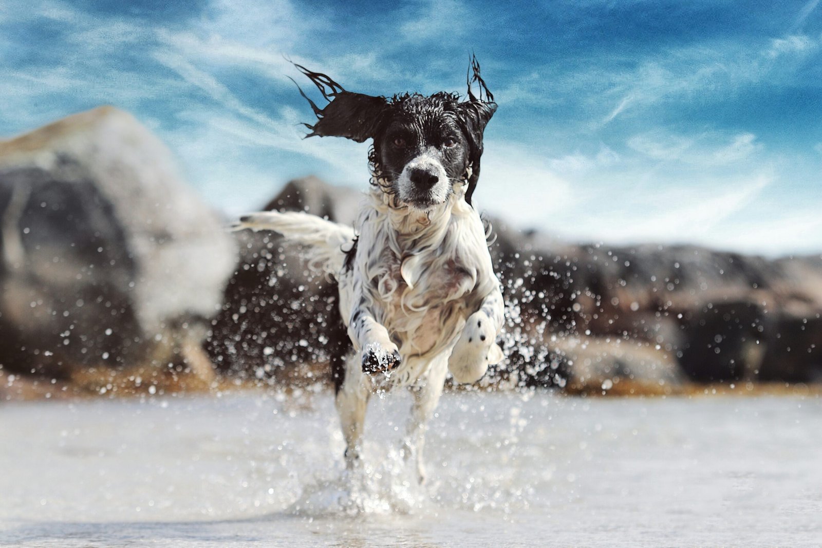 You are currently viewing Senior Dog Summer Safety Guide 2026