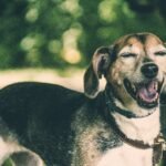 Signs of Overheating in Senior Dogs