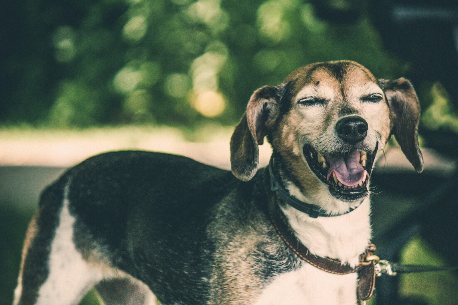 You are currently viewing Signs of Overheating in Senior Dogs