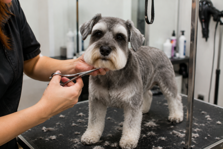 Best Grooming Tools for Senior Dogs