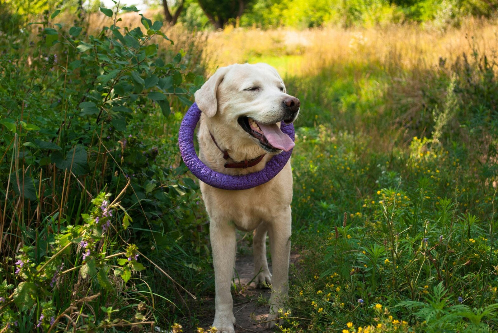 signs of overheating in senior dogs