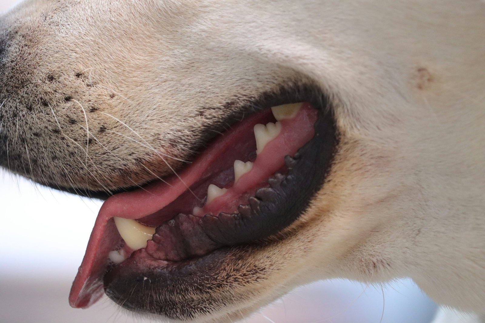 best dog toothbrush for senior dogs