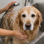 Bathing a Senior Dog: What You Need to Know