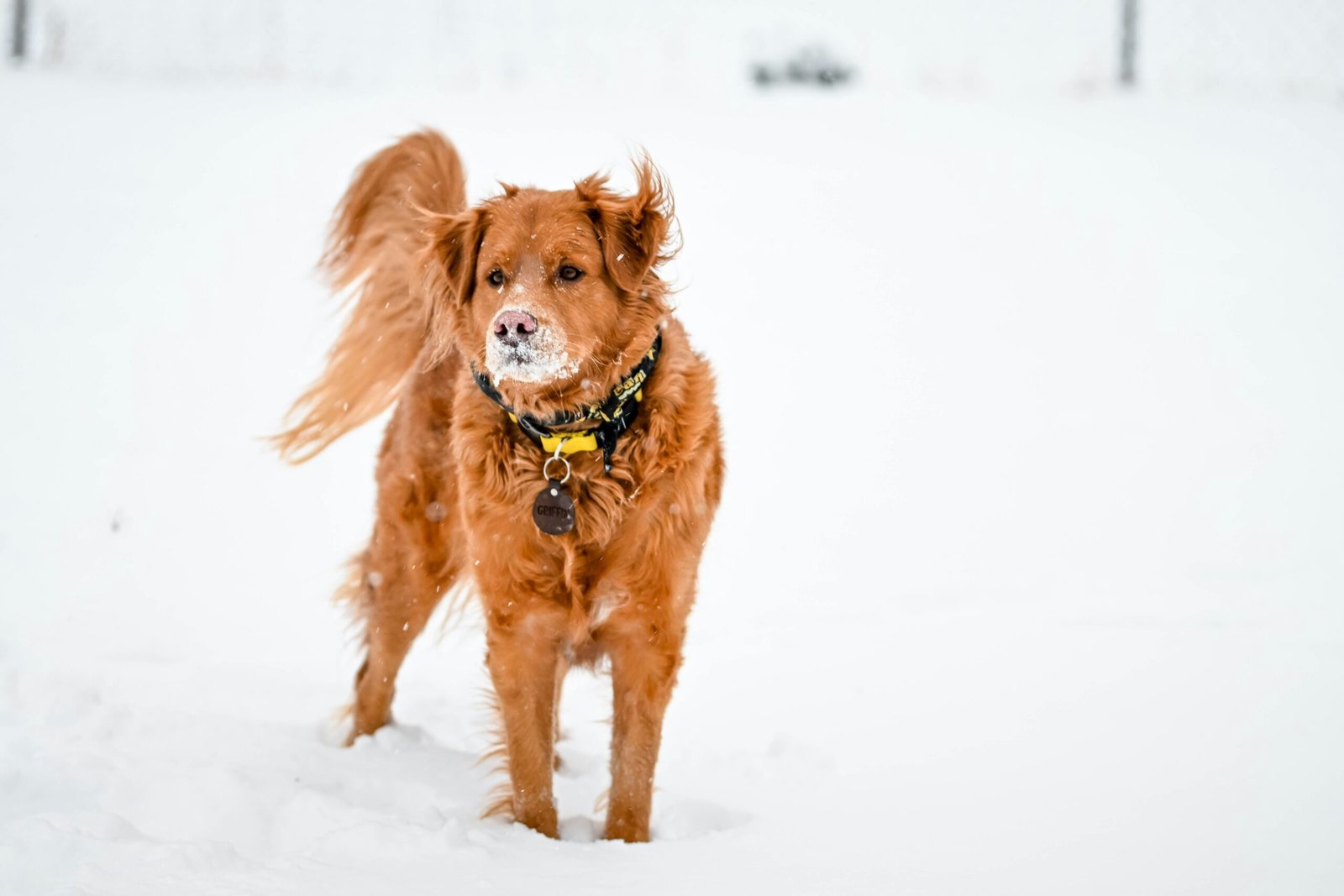 signs your senior dog is cold