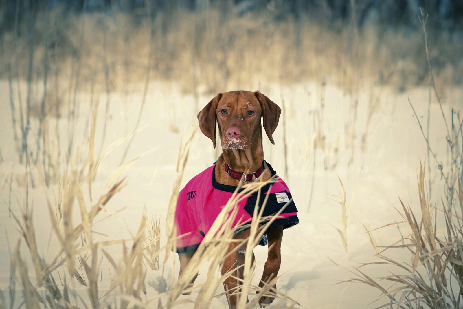 best winter coats for senior dogs