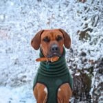 Best Winter Coats for Senior Dogs (2026)