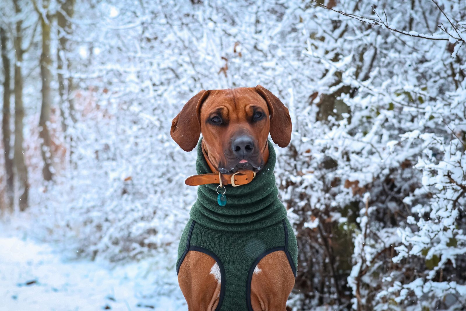 how to keep your senior dog warm