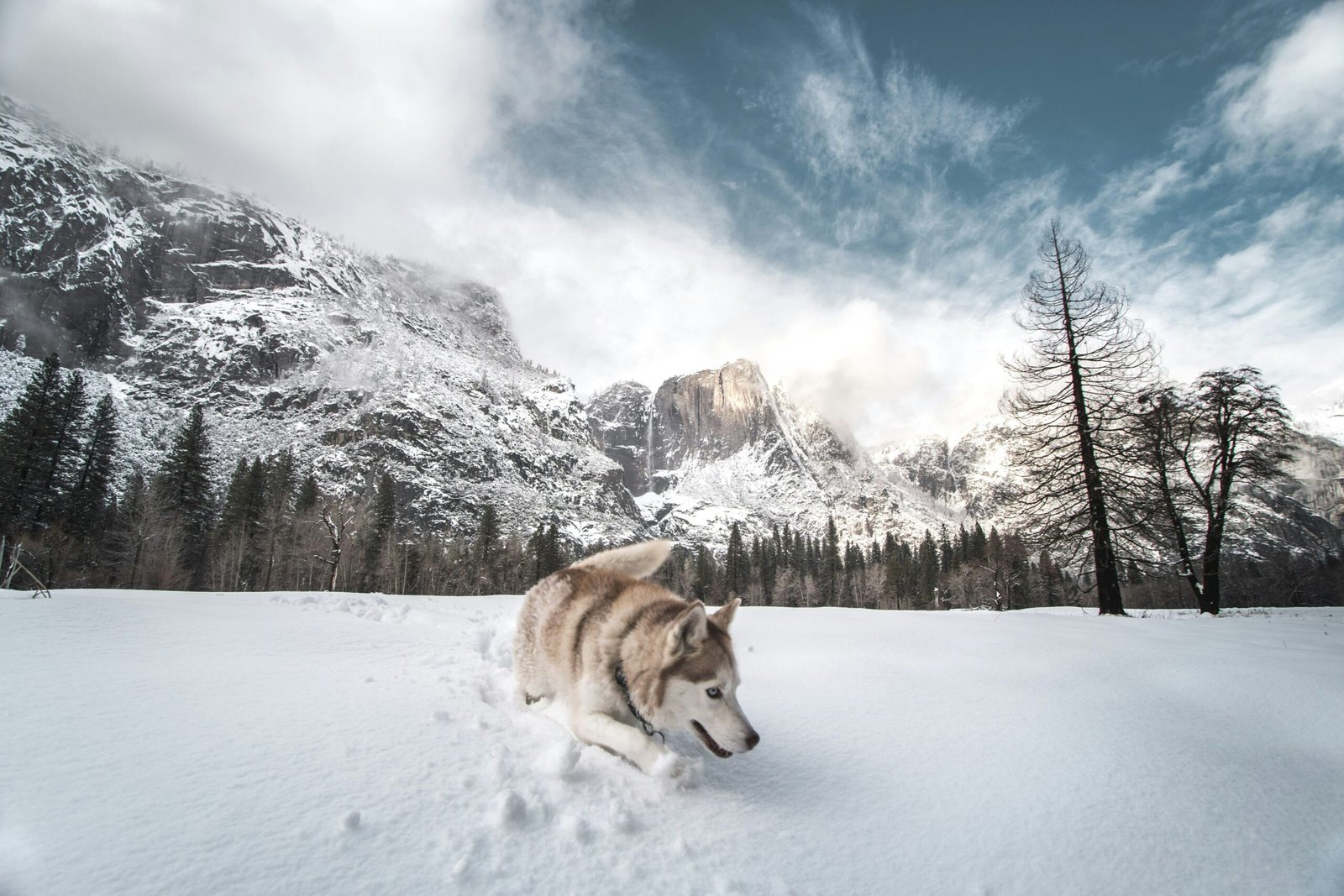 senior dog winter care