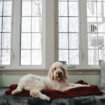 Signs Your Senior Dog Is Cold