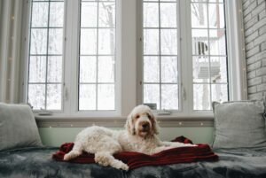 Read more about the article Signs Your Senior Dog Is Cold