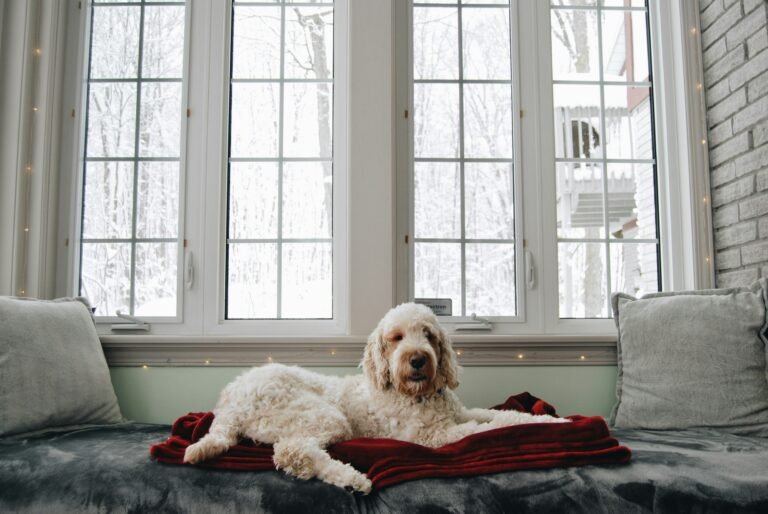 Signs Your Senior Dog Is Cold