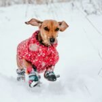 Senior Dog Winter Care: A Complete Guide