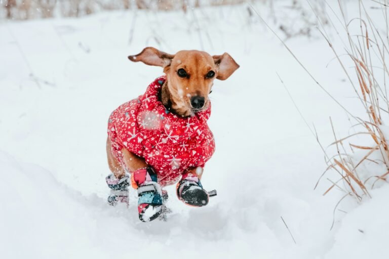 Senior Dog Winter Care: A Complete Guide