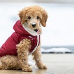 How to Keep Your Senior Dog Warm This Winter