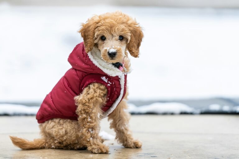 How to Keep Your Senior Dog Warm This Winter